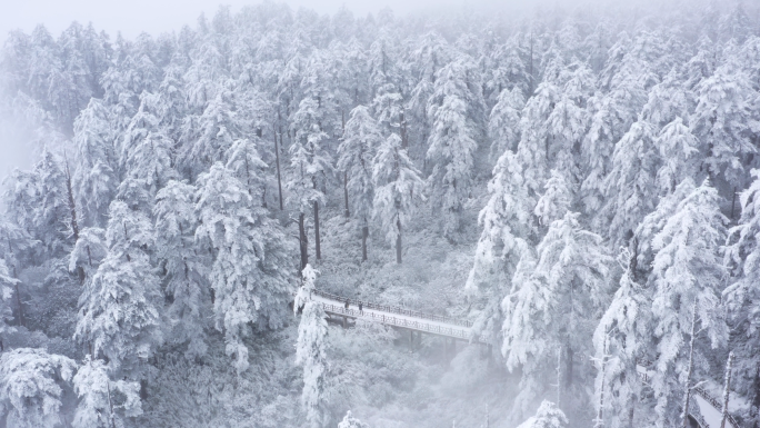 实拍大雪暴风雪后森林的空中视频