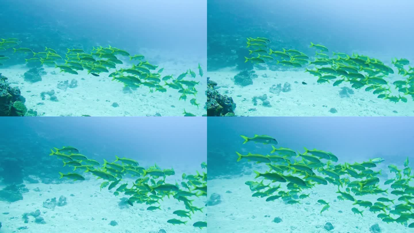 在马尔代夫附近的印度洋清澈的海水中，五颜六色的鱼群