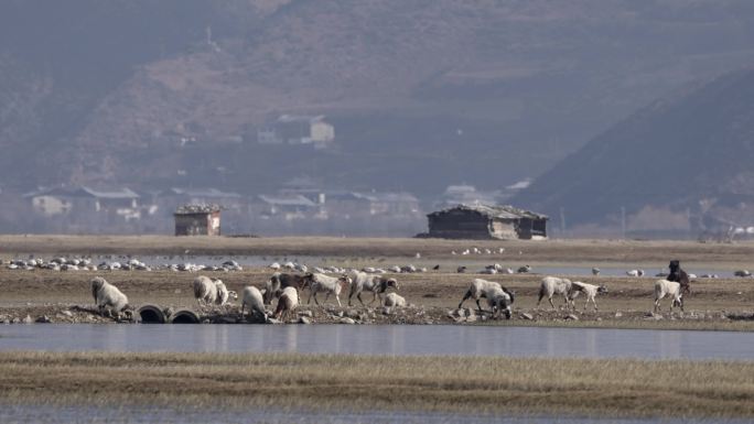 香格里拉纳帕海动物鸟类