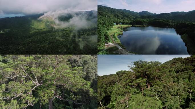 海南省吊罗山神树