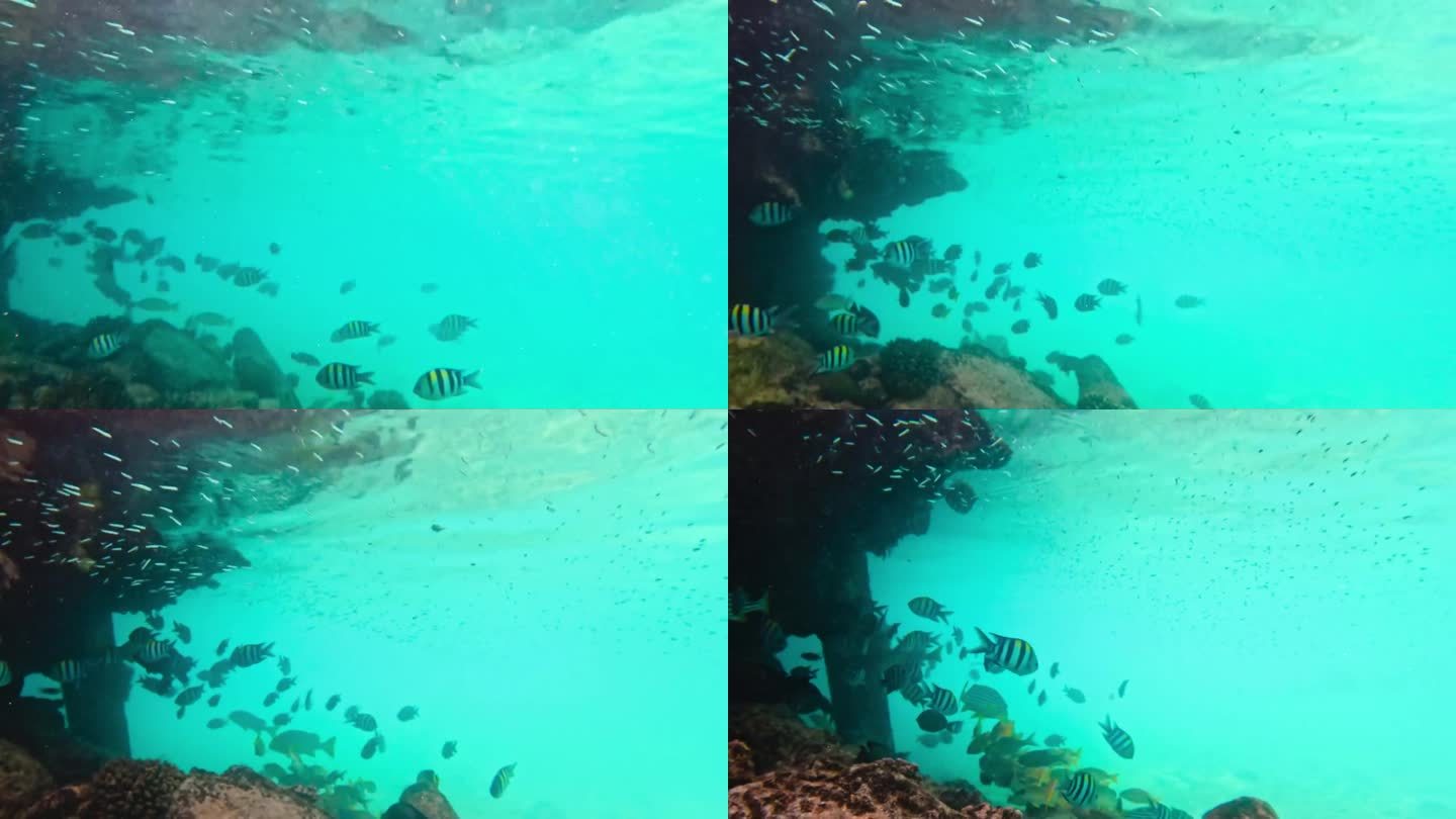 五颜六色的鱼群在马尔代夫岛码头的清澈水域。
