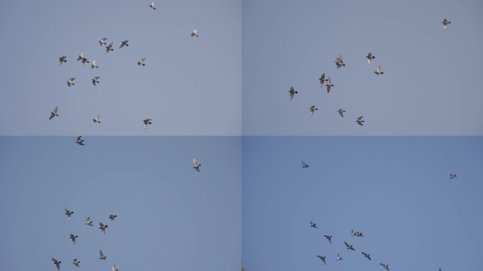 鸽子成群飞行慢动作