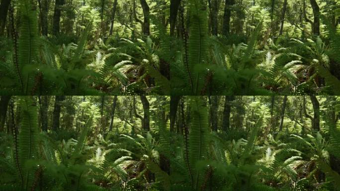 森林魔法:蕨类植物在迷人的素材中装点林地。大自然的宁静优雅捕捉在每一帧。