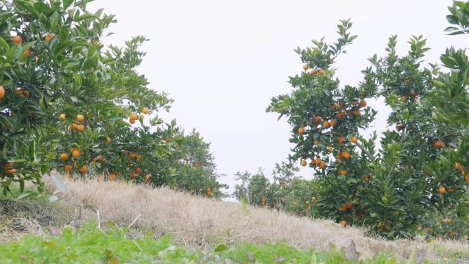 农民在果园采摘运输水果橙子