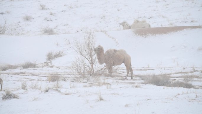 雪中白骆驼