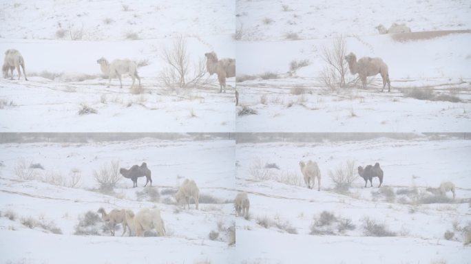雪中白骆驼