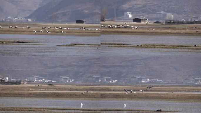 香格里拉纳帕海动物鸟类