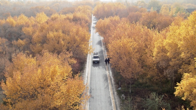 新疆 泽普金湖杨景区  航拍