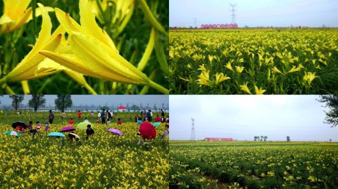 大同黄花特写镜头4K实拍