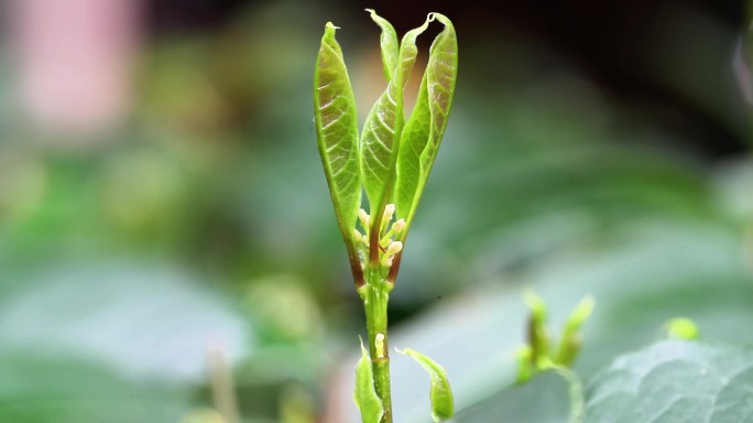 重庆南川：大寒时节桂花香