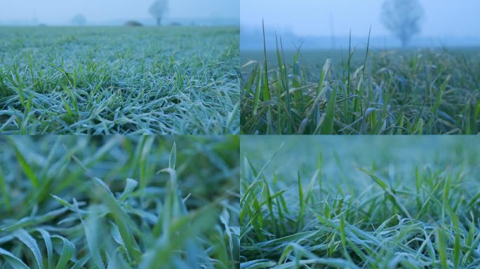 被冰爽覆盖的草原 降温 降霜