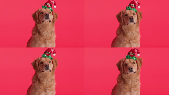 可爱的圣诞老人金毛猎犬坐在红色背景上向前看