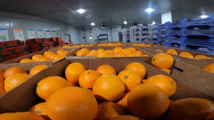 水果运输橙子包装运输加工厂