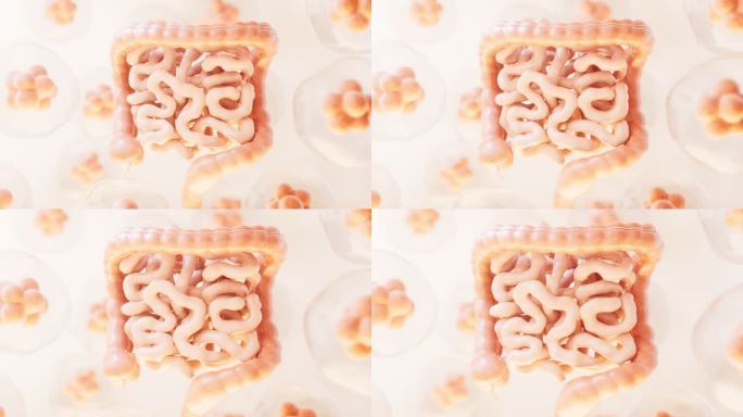 内脏器官消化道肠道3D渲染