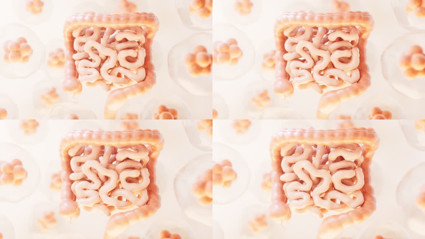 内脏器官消化道肠道3D渲染
