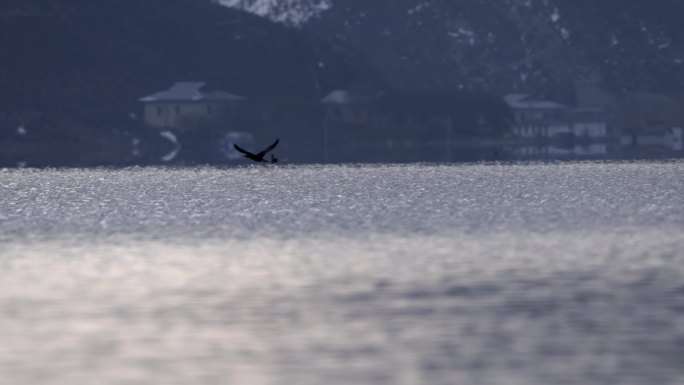 香格里拉纳帕海动物鸟类