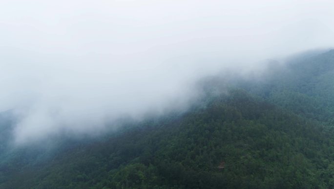 航拍云雾茂密森林大山