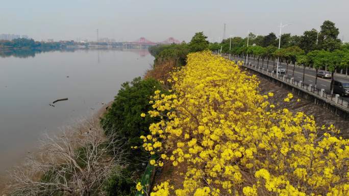 江边开满风铃花2