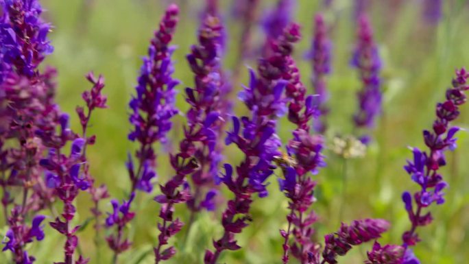 巴尔干山楂紫色花朵的特写