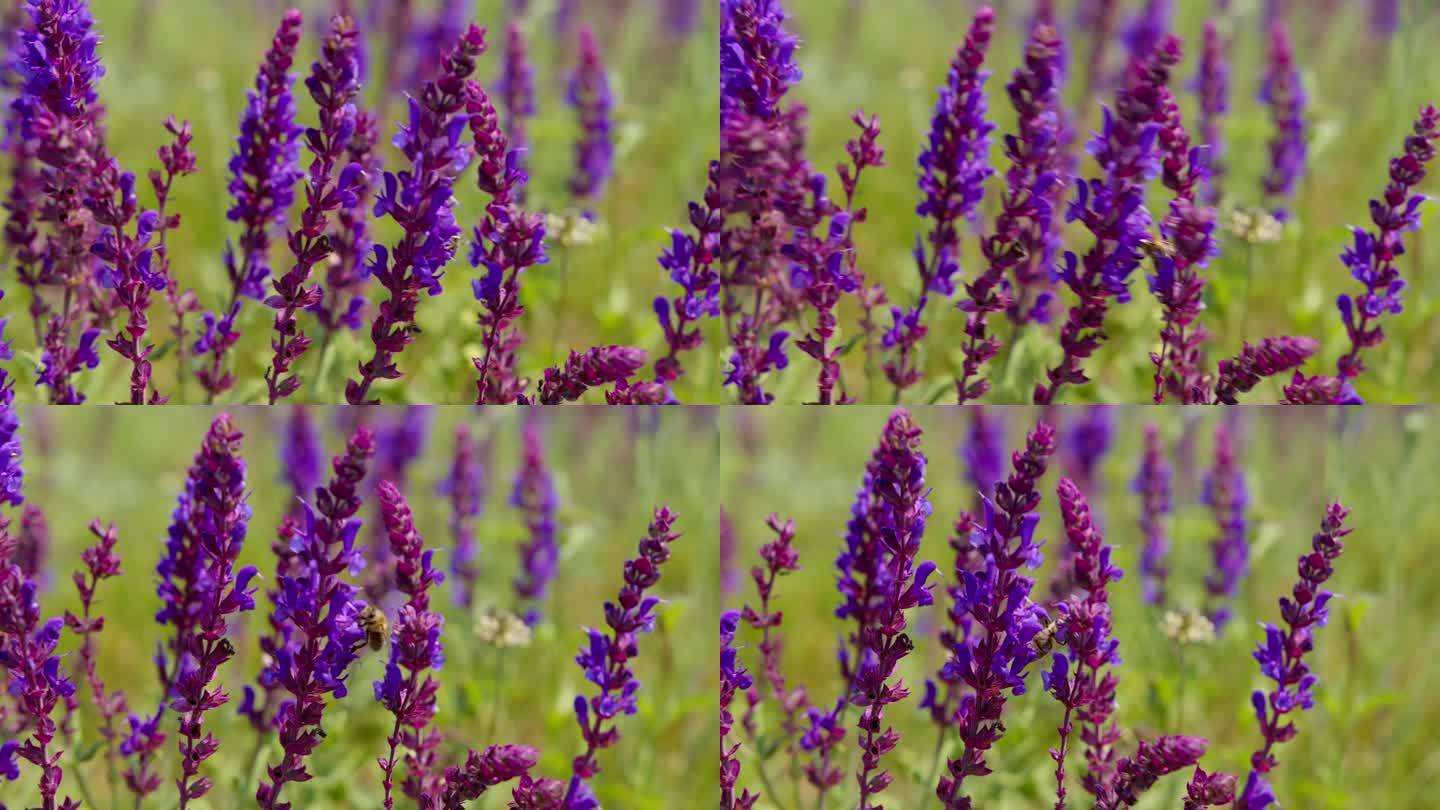 巴尔干山楂紫色花朵的特写