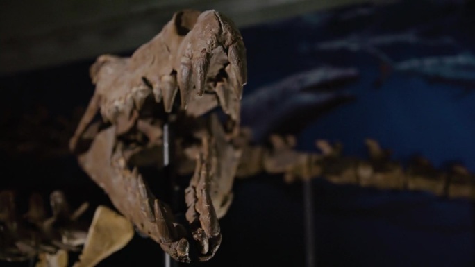 展出的水生恐龙骨架头骨前端靠近