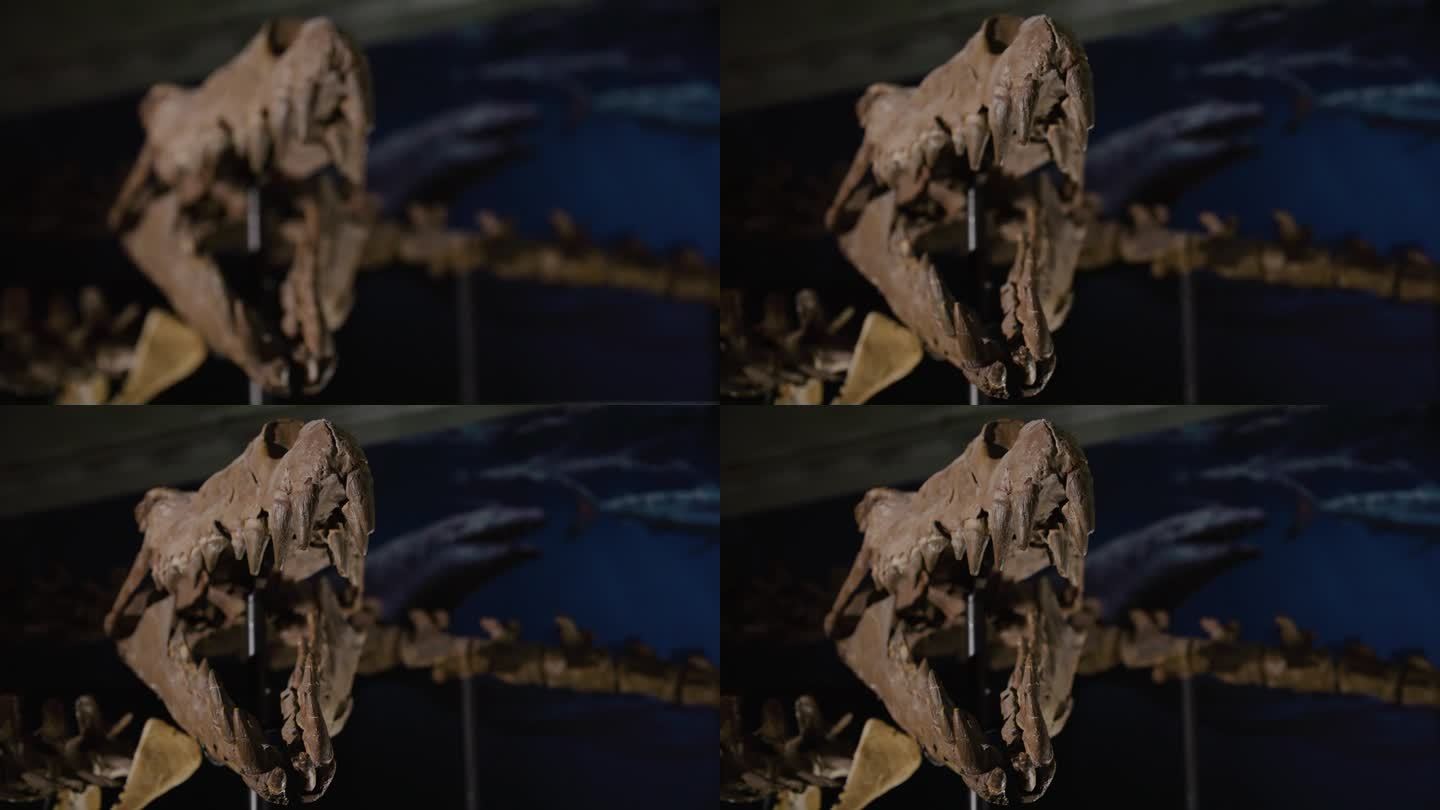 展出的水生恐龙骨架头骨前端靠近
