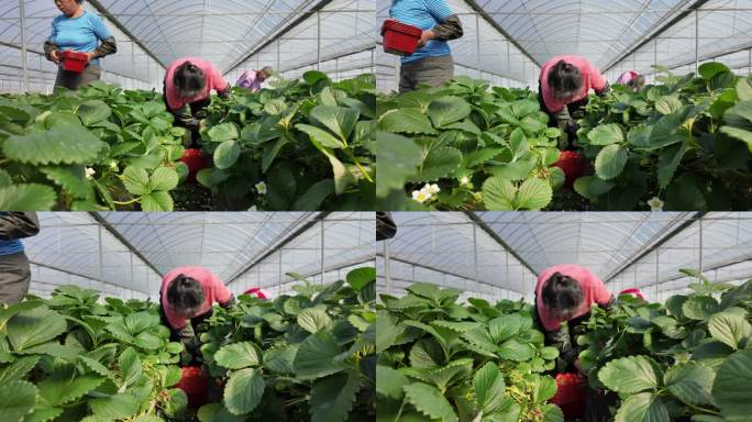 草莓采摘