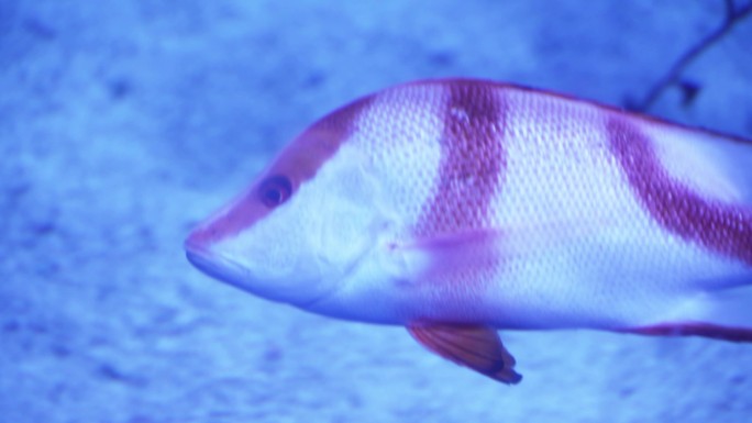 成都极地海洋公园内的皇帝红鲷鱼