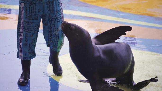 成都极地海洋公园内正在表演的海狮