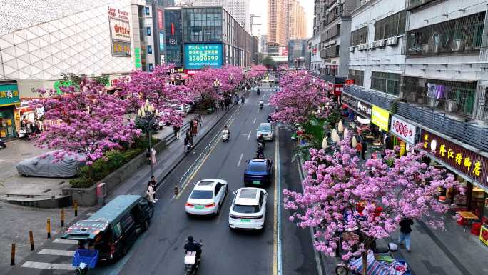 深圳龙华区清湖富泉路紫花风铃木航拍