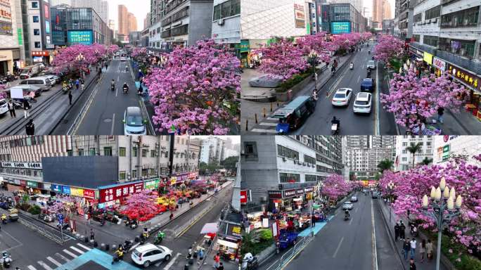 深圳龙华区清湖富泉路紫花风铃木航拍