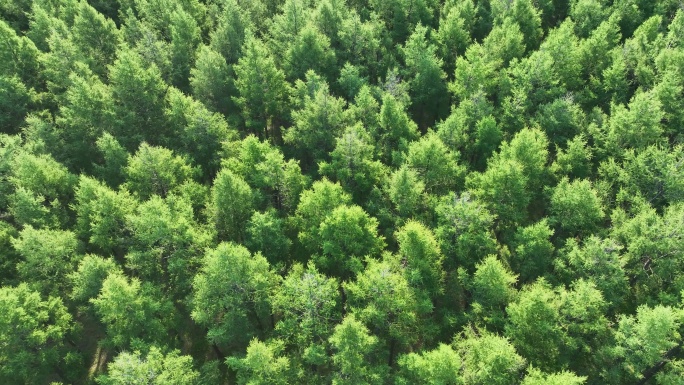 天然林更新造林人工林植树造林