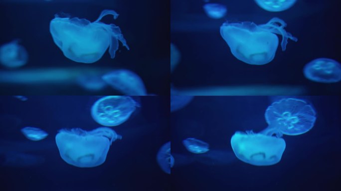 成都极地海洋公园内的海月水母