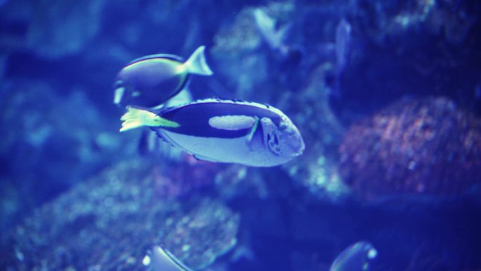 成都极地海洋公园内的黄尾副刺尾鱼蓝唐王鱼