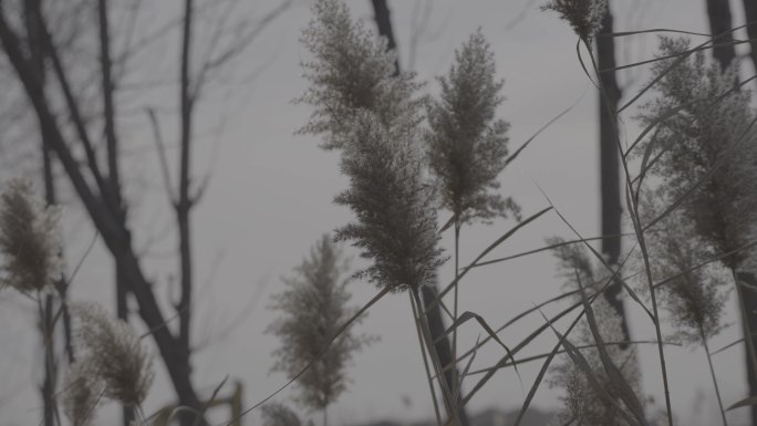 芦苇 树林 干枯 冬