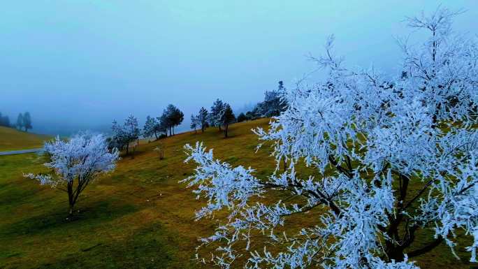 雪景草原 菖蒲大草原 白马