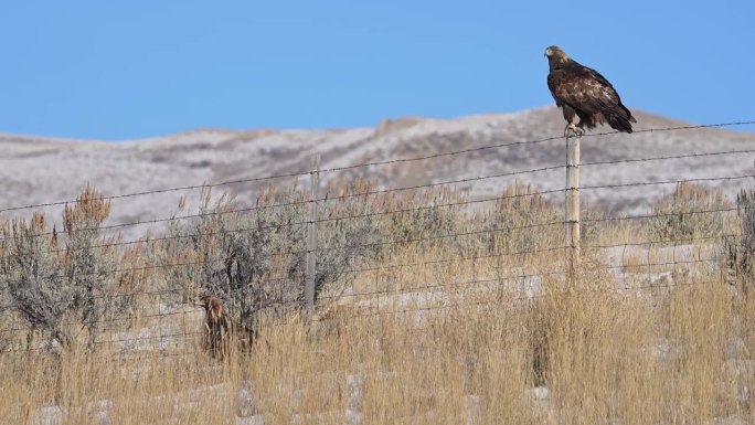 怀俄明州的金雕，一只坐在草地上，另一只坐在围栏上