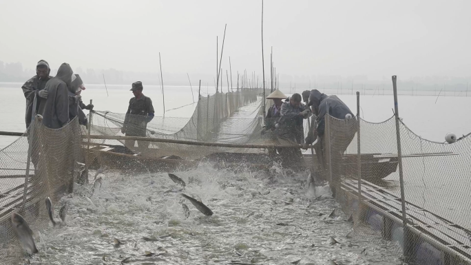【升格】水产丰收渔业丰收捕鱼水产养殖