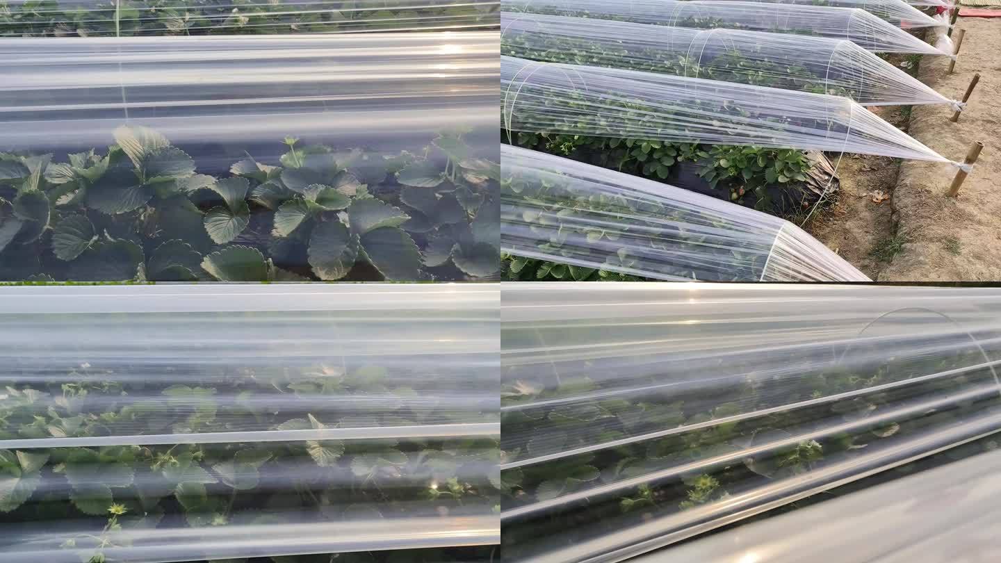保温塑料膜草莓种植园疏菜防冻膜农田实拍