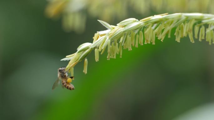 蜜蜂采蜜升格镜头