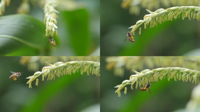 蜜蜂采蜜升格镜头
