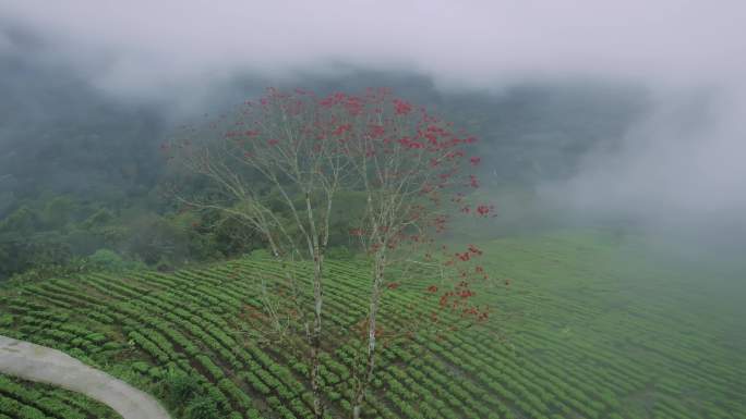 西藏墨脱茶园