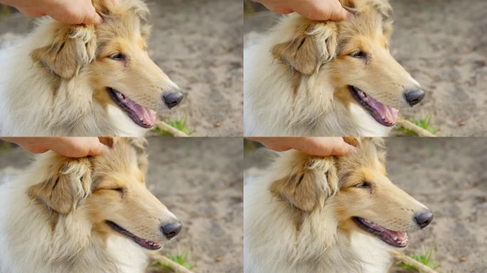 纯种粗毛牧羊犬，特写，喜欢用温柔的手抚摸头部