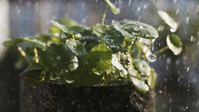 C4K 春天 春雨 植物 雨水超慢动作