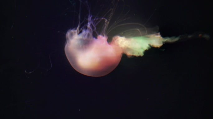 成都极地海洋公园内的蛋黄水母
