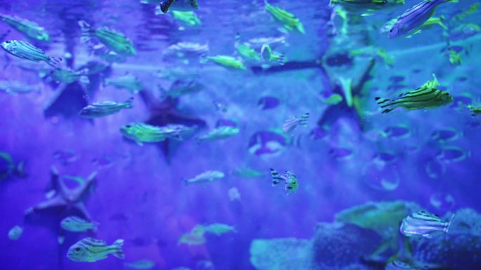成都极地海洋公园水族馆内的非洲凤凰鱼