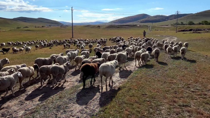 乌兰布统羊群