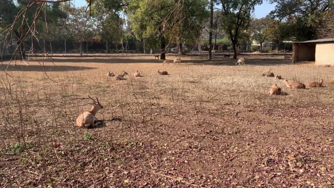 一群小鹿在动物园的地上休息。鹿在地上睡觉。