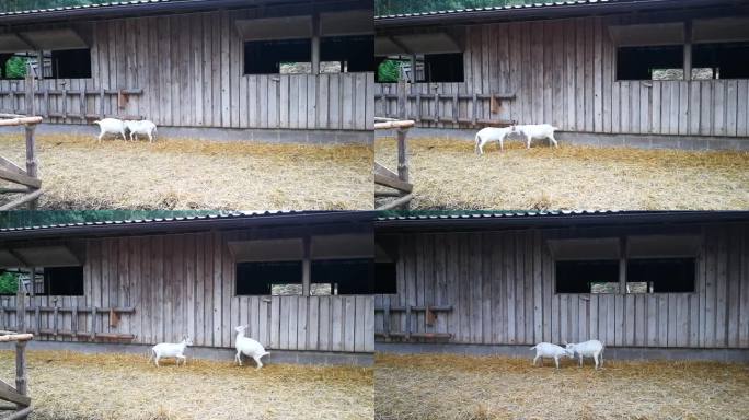 白山羊(幼羊)在农场里打架和玩耍