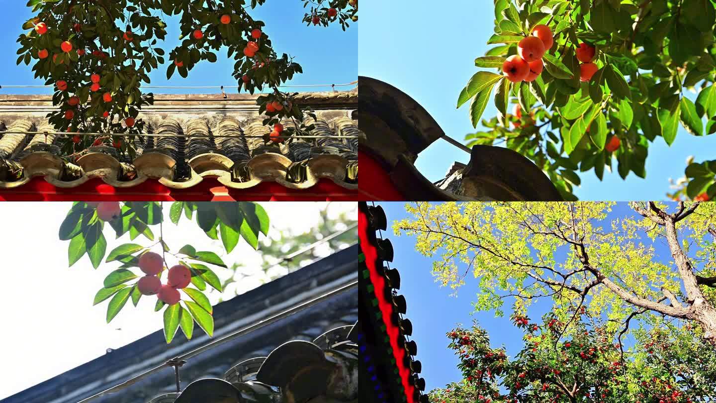 老北京老舍故居屋顶结满柿子的柿子树
